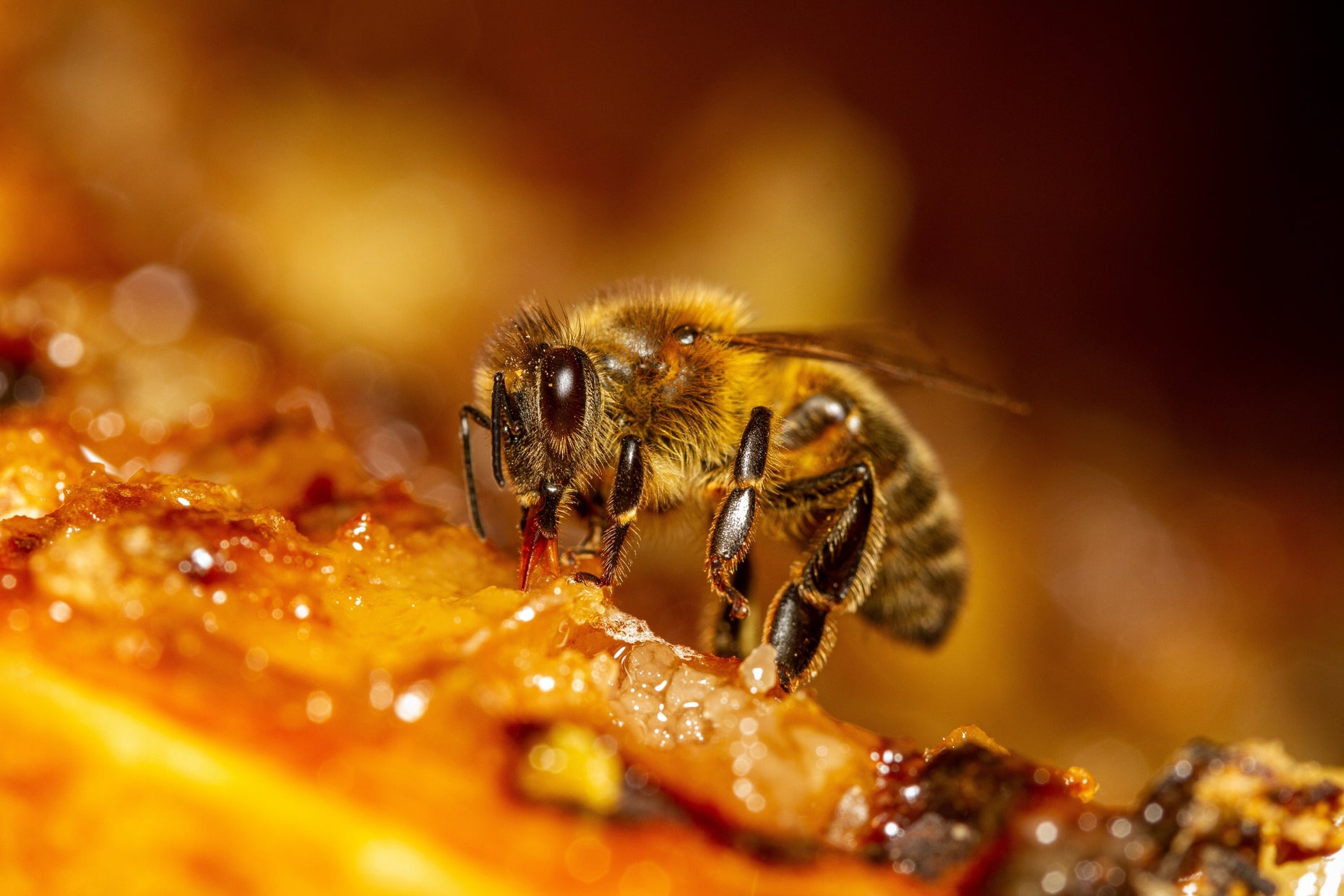 The Jobs of A Worker Bee – Rocky Mountain Honey
