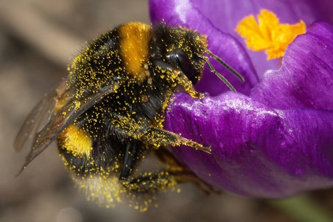 Why Bumble Bees Are Exceptional Pollinators