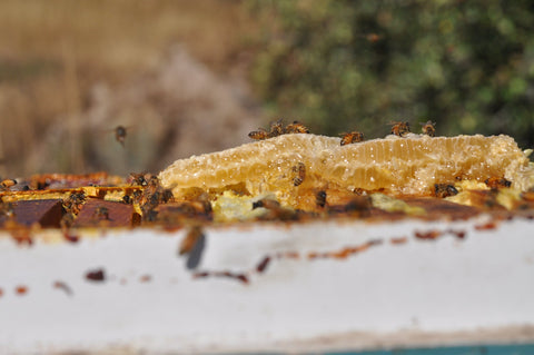 Top Benefits of Raw Honey: Why Raw Honey Is Better Than Processed Honey