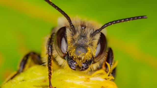 The Three Bees Types of honey bees in a hive Rocky Mountain Honey The Three Bees Types of honey bees in a hive Rocky Mountain Honey