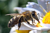 Bee A Helper Project