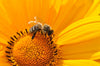 Honey for Allergies
