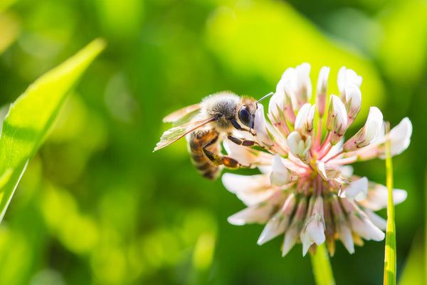Create Your Very Own Bee Garden