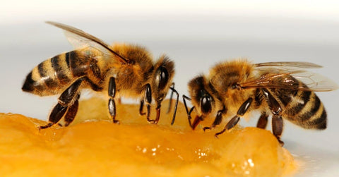 Honey Bee Communications