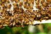 How do Bees Make Honey?