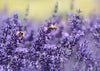 Bee Extinction: The End of Humanity?